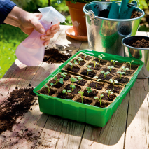 Fensterbank-Treibhaus