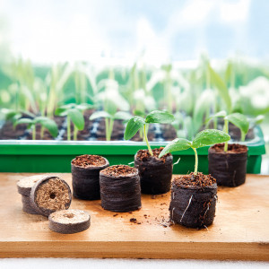 Produktbild »Kokos-Quelltabletten«