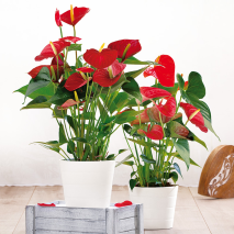 Flamingoblume Anthurie