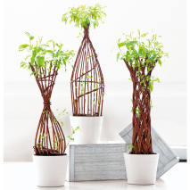 Geflochtener Salix (Weide)