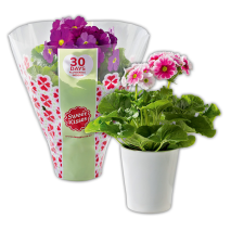 Primula Obconica Sweet Kisses