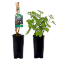 Superfood Beeren / Beerensträucher