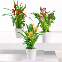 Produktbild »Calla 'Zantedeschia'«