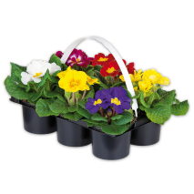 Produktbild »Primeln«