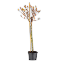 Produktbild »Salix gracilistyla Stämmchen«