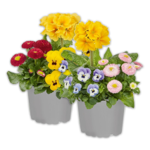 Produktbild »Spring Checkies Trio Mix«