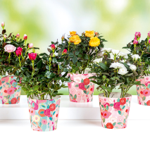 Produktbild »Topfrose«