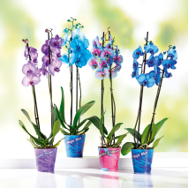 Wonder Mix Orchidee