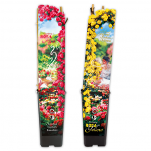 Produktbild »Duftende Kletterrosen«