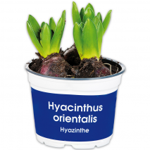 Produktbild »Hyazinthen«
