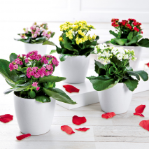 Produktbild »Kalanchoe Calandiva«