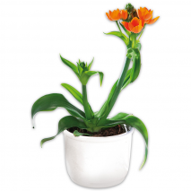 Produktbild »Milchstern 'Ornithogalum'«