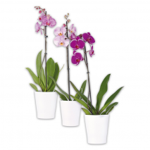 Produktbild »Orchidee Phalaenopsis«