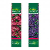 Produktbild »Winterharte Kletterpflanze«