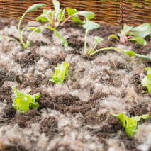 Schafwoll-Noppen 200 g