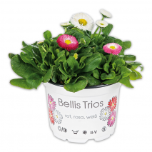 Produktbild »Bellis 'Trios'«