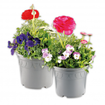 Buntes Frühlings-Trio XXL