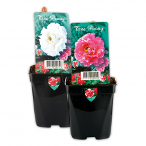 Produktbild »Edle Baumpfingstrose«