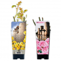 Produktbild »Englische Rosen«