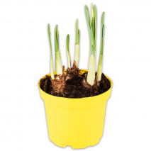 Produktbild »Großblumige Narzissen«