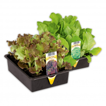 Produktbild »Salatpflanzen«