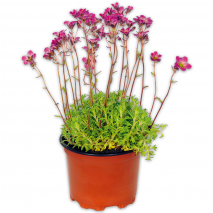 Produktbild »Stauden-Mix«