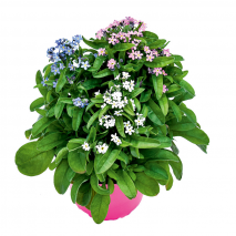 Myosotis Trios Vergissmeinnicht