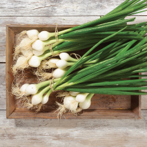 Lauchzwiebeln