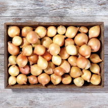 Pfälzer Speisezwiebeln