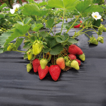 Anti-Unkrautvlies oder Mulchfolie