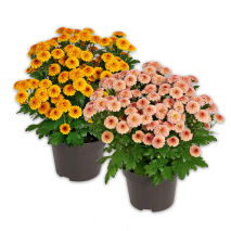 Produktbild »Chrysantheme«