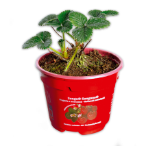 Produktbild »Erdbeerpflanze«