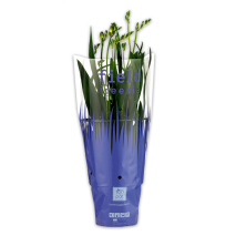 Produktbild »Freesien«