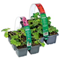 Produktbild »Geranien / Fuchsien«