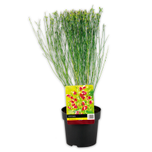 Produktbild »Ginster Mix 'Cytisus'«