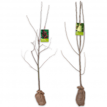 Obstbaum im Jutesack