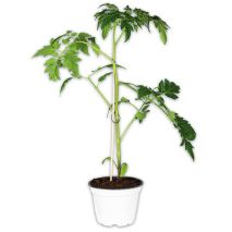 Produktbild »Tomatenpflanze«
