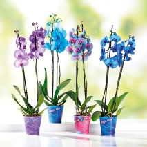 Produktbild »'Wonder Mix' Orchidee«