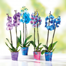 Produktbild »'Wonder Mix' Orchidee«