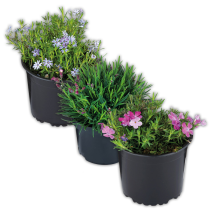 Produktbild »Bodendecker Phlox / Nelke«