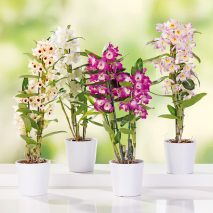 Produktbild »Dendrobium nobile«