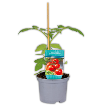 Krautfäule-Resistente Tomaten