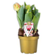 Päonien Tulpen