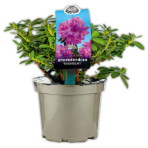 Produktbild »Rhododendron«