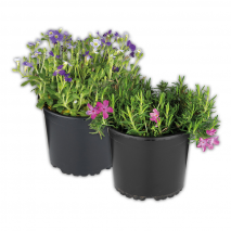 Produktbild »Stauden-Mix«