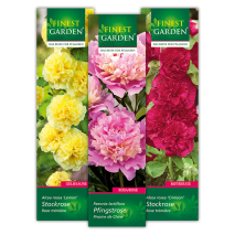 Stockrose / Pfingstrose