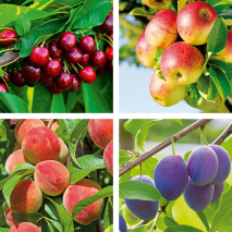 Produktbild »Zwergobstbaum«