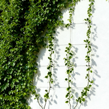 Rankhilfe mit Seilspanntechnik 31-tlg.