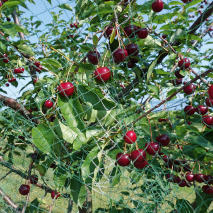 Produktbild »Vogelschutznetz 'Premium'«