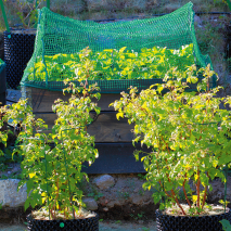 Produktbild »Vogelschutznetz 3er-Set «